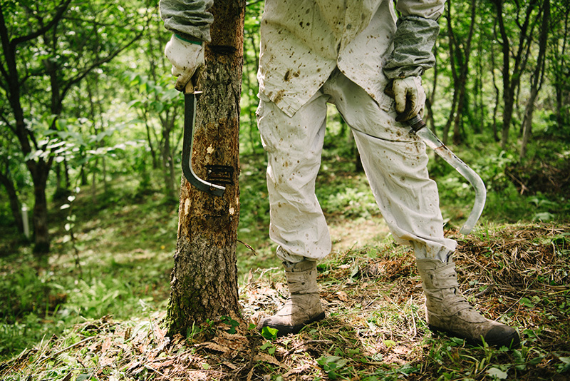 作業をする前に、ウルシの木の周辺もきれいに下刈りする。皮取カマで幹の表面の表面を平らにして掻き作業が始まる。